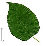 Osage Orange, Hedge Apple, leaf
