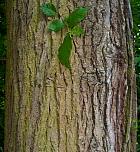 Smoothleaf Elm, bark