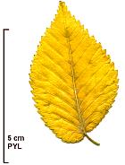 Smoothleaf Elm, pictures