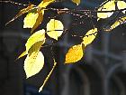 Smoothleaf Elm, autumn leafs