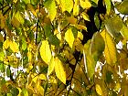 Smoothleaf Elm, autumn leafs
