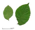 Smoothleaf Elm, leaf