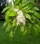 Flowering Ash, flower