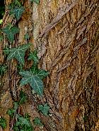 Osage Orange, Hedge Apple, bark