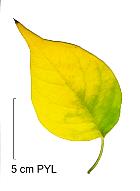 Osage Orange, Hedge Apple, leaf