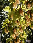 European Hop-Hornbeam, pictures