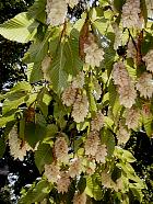 European Hop-Hornbeam, pictures