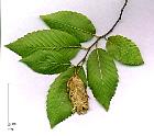 European Hop-Hornbeam, pictures