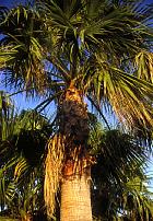 Canary Island Palm, pictures