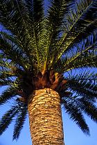 Canary Island Palm, pictures