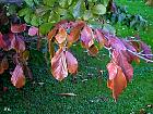 Parrotie, Bois de fer, feuilles d'automne