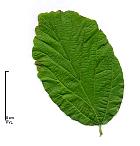 Persian Ironwood, leaf