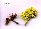 Persian Ironwood, flower
