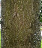 Royal Paulownia, Empress Tree, Princess Tree, bark