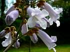 Royal Paulownia, Empress Tree, Princess Tree, flower