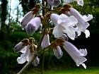 Royal Paulownia, Empress Tree, Princess Tree, flower