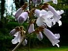 Royal Paulownia, Empress Tree, Princess Tree, pictures