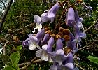 Royal Paulownia, Empress Tree, Princess Tree, flower