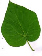 Royal Paulownia, Empress Tree, Princess Tree, leaf
