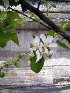 Peach, flower