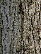 Balsam Poplar, bark