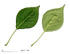 Balsam Poplar, leaf