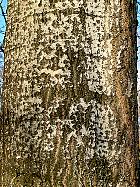 White Poplar, Silver-leaved Poplar, bark