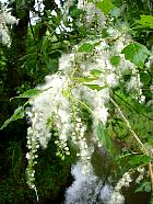 White Poplar, Silver-leaved Poplar, pictures