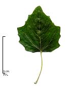 Poplar grisard, leaf