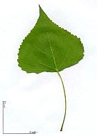 Black poplar, leaf