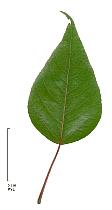 Poplar of Szechuan, leaf
