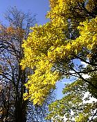 Phellodendron ou arbre au liège de l'Amour, photos