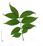 Amur Corktree, leaf