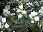 Mock Orange, flower