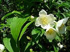 Mock Orange, flower