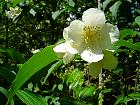 Mock Orange, flower