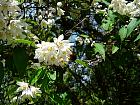 Mock Orange, flower