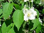 Mock Orange, flower