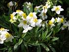 Mock Orange, flower