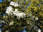 Mock Orange, flower