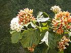 Common ninebark, flower