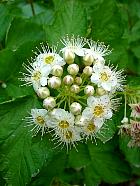 Common ninebark, flower