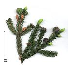 Oriental Spruce, needles