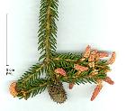Oriental Spruce, needles