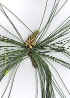 Himalayan Pine, needles