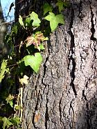 Blue Pine, bark