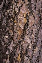 Corsican pine, bark