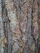 Corsican pine, bark