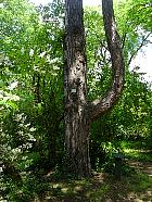 Corsican pine, trunk