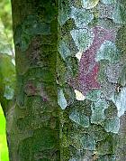 Lace-Bark Pine, bark